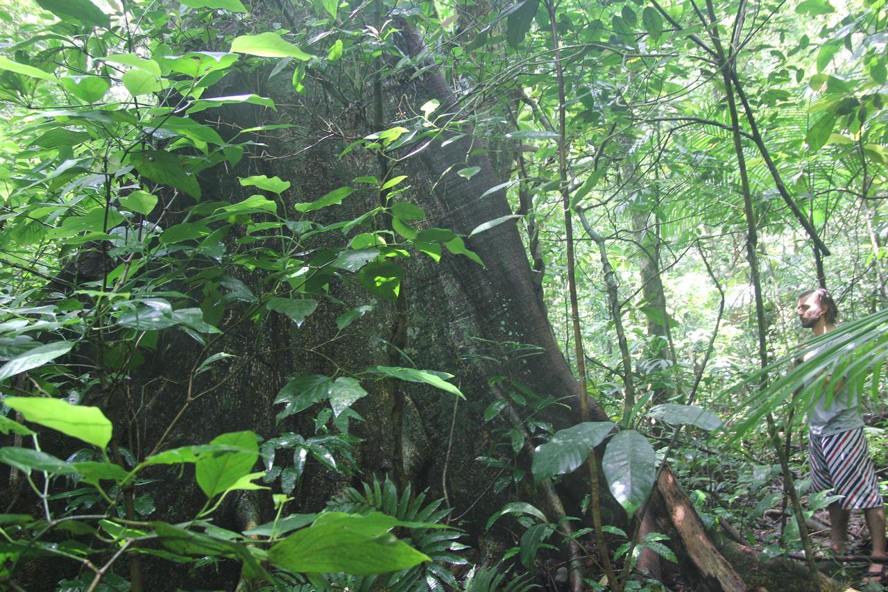 Hotel Casa Bacarirá - Floresta com Yoga e Café da Manhã Vegano Camburi  Exterior foto